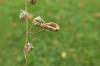 Dyscia fagaria
